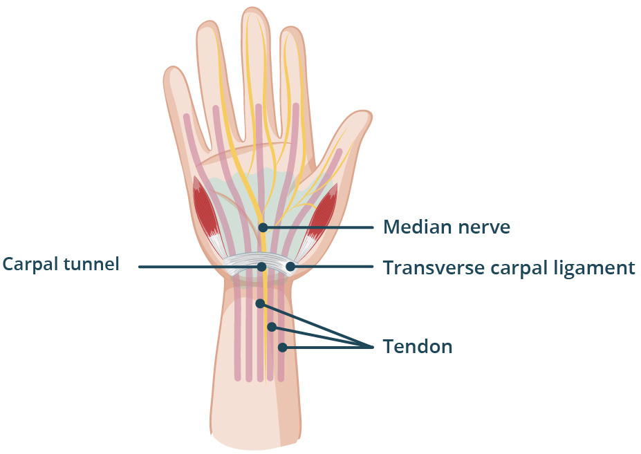Wrist Tendon Anatomy