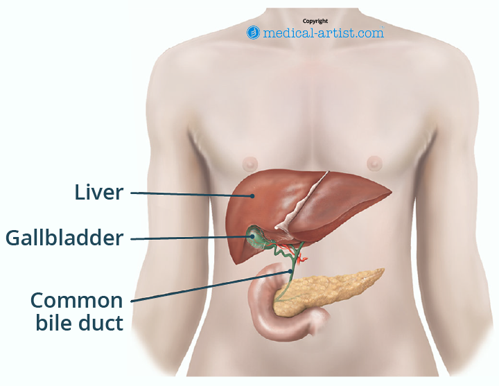 Illustration showing the position of the gallbladder.