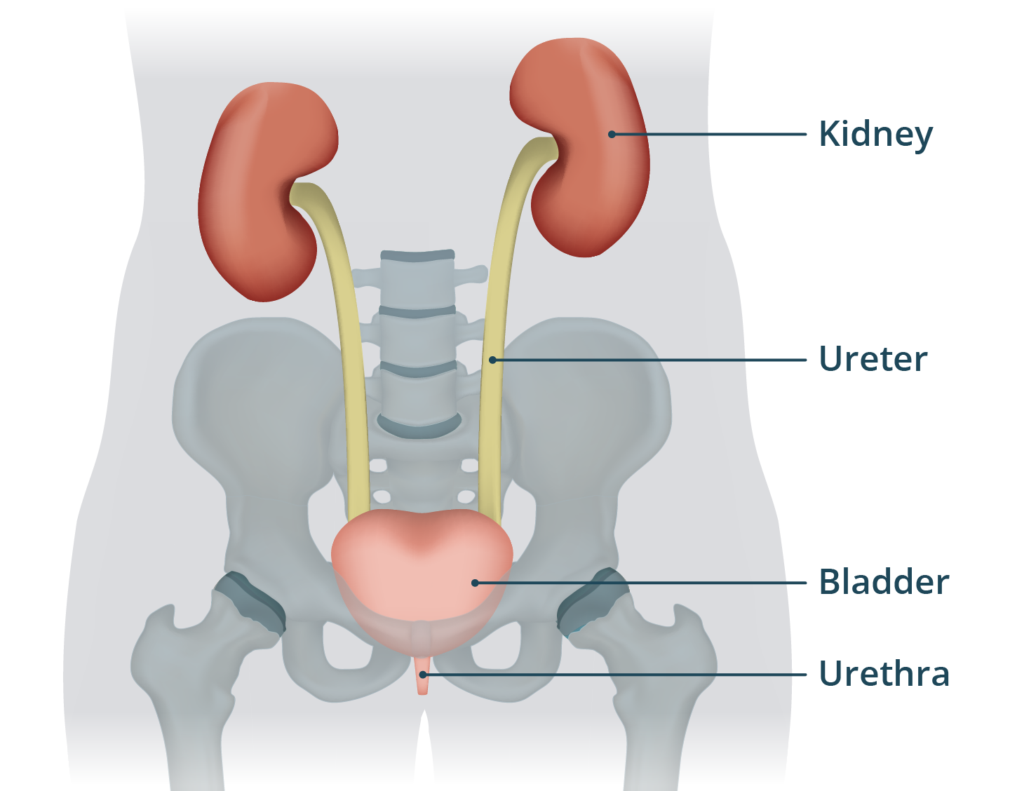 Digestive System Urethra Diagram The Urinary Tract How It Works