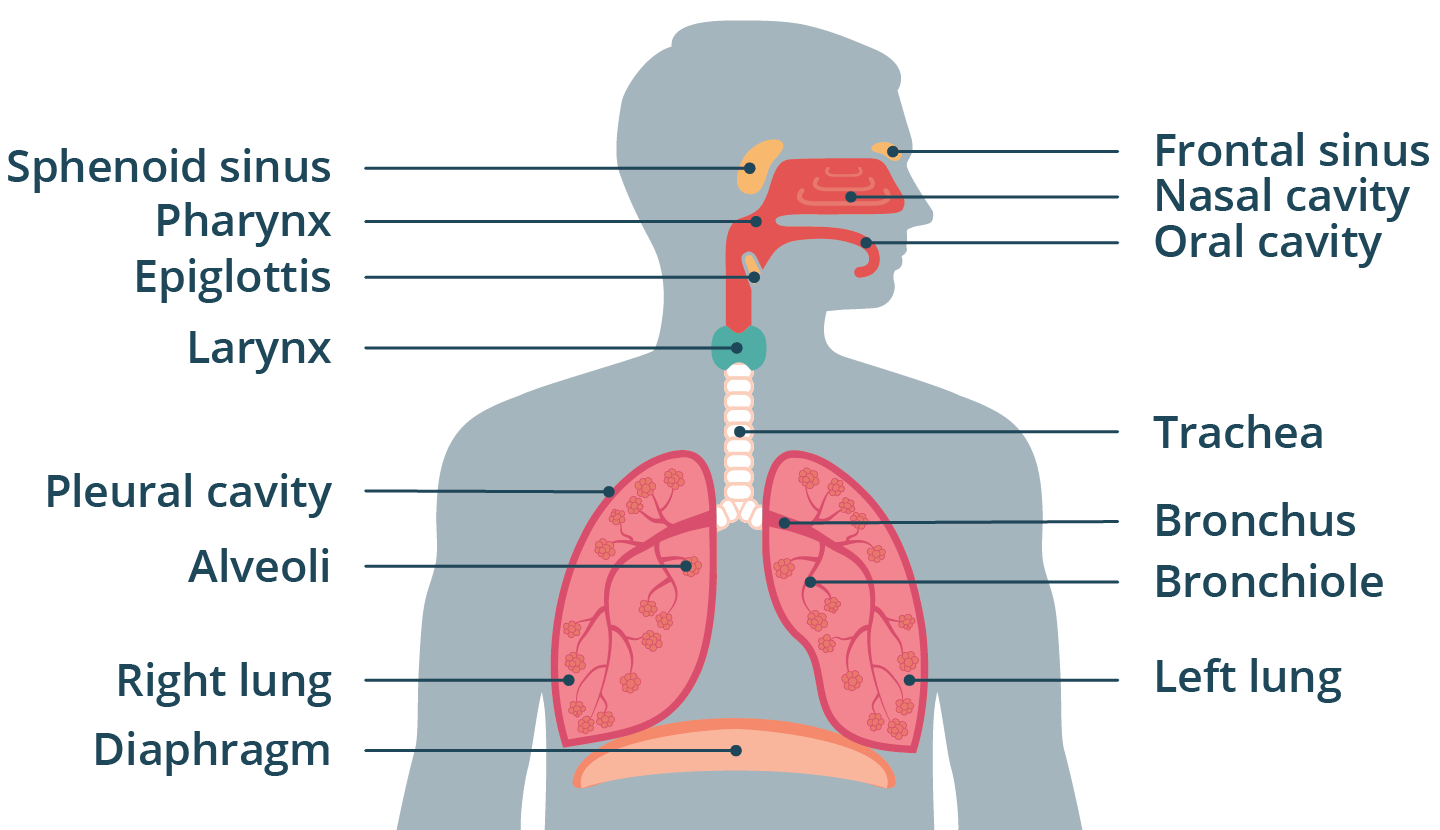 Functions Of The Respiratory System Respiratory System Learn Functions Of The Respiratory System Respiratory System Learn