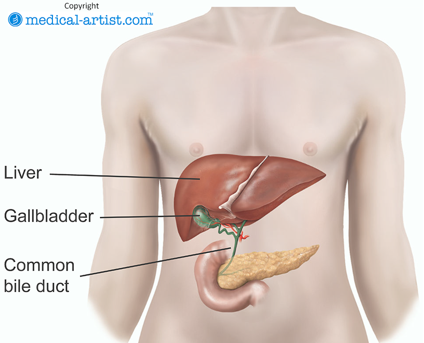 Illustration of the position of the gallbladder.