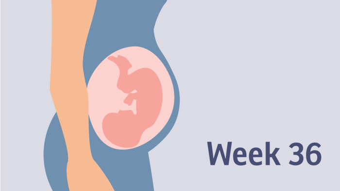 Pregnancy At Week 36 Pregnancy Birth And Baby