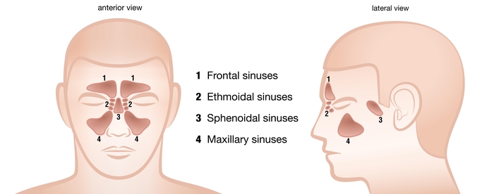 Nose Cancer Paranasal Sinus And Nasal Cavity Cancer Healthdirect 2438