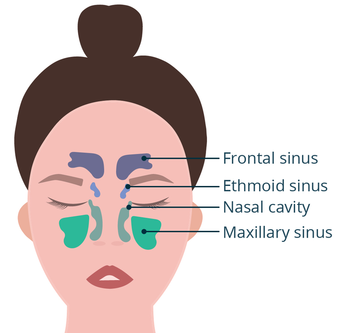 Illustration showing the paranasal sinuses.