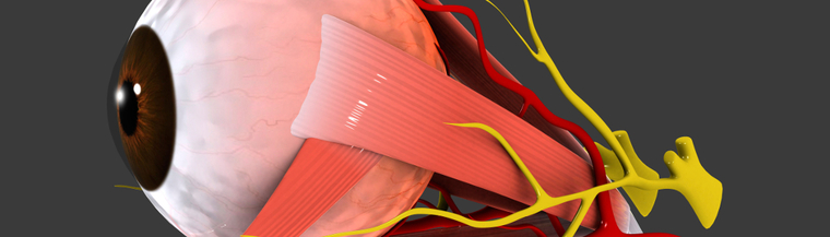 Light enters the eyes through the cornea and is converted into electrical signals, that your brain converts into sight. Light enters the eyes through the cornea and is converted into electrical signals, that your brain converts into sight.