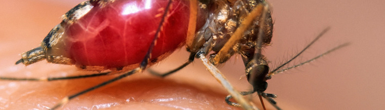 Close-up of a mosquito. Close-up of a mosquito.