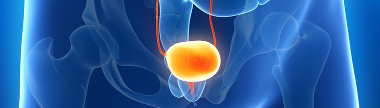 The bladder works with the kidneys to remove waste from the body. The bladder works with the kidneys to remove waste from the body.