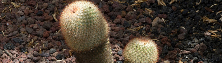 Cacti growing out of the ground. Cacti growing out of the ground.