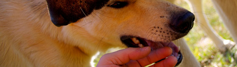 Dogs Dogs