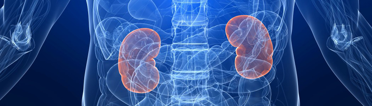 The kidneys sit in the abdomen The kidneys sit in the abdomen