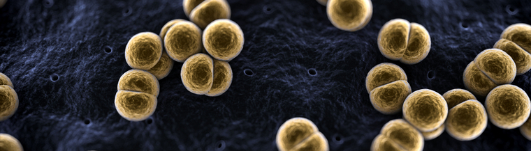 Meningococcal disease. Meningococcal disease.