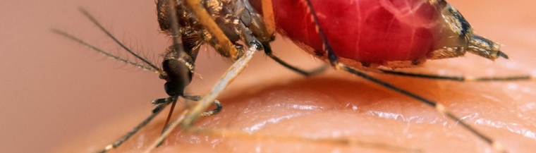 mosquitoes carry dengue fever