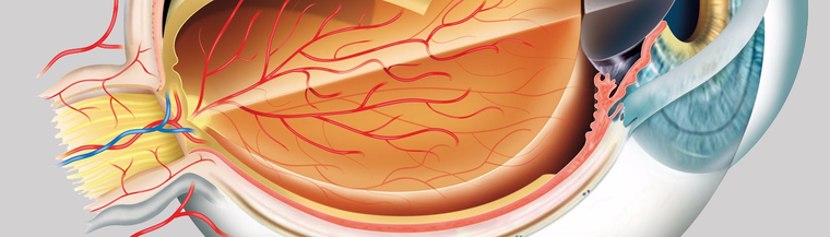 Illustration of eye anatomy Illustration of eye anatomy