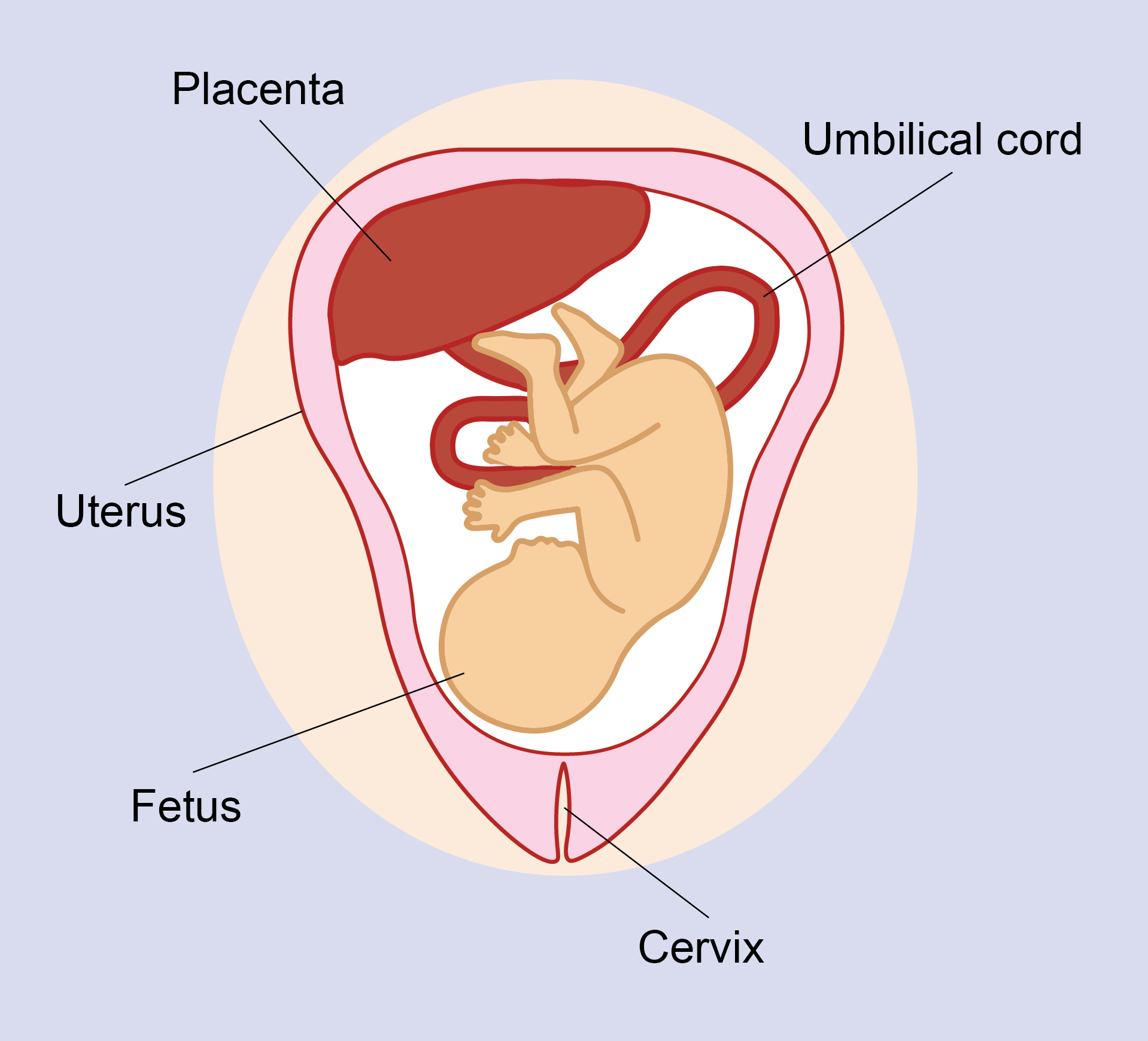 placenta and umbilical cord diagram