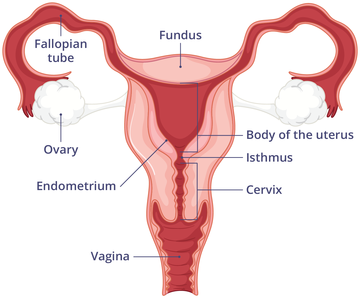 Diagram showing the female reproductive system.