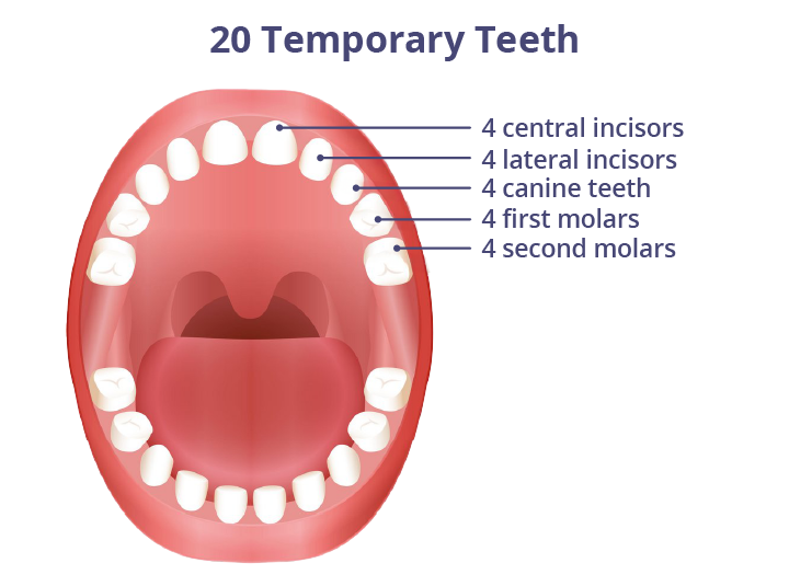Illustration showing the different types of baby teeth and their location in the mouth.