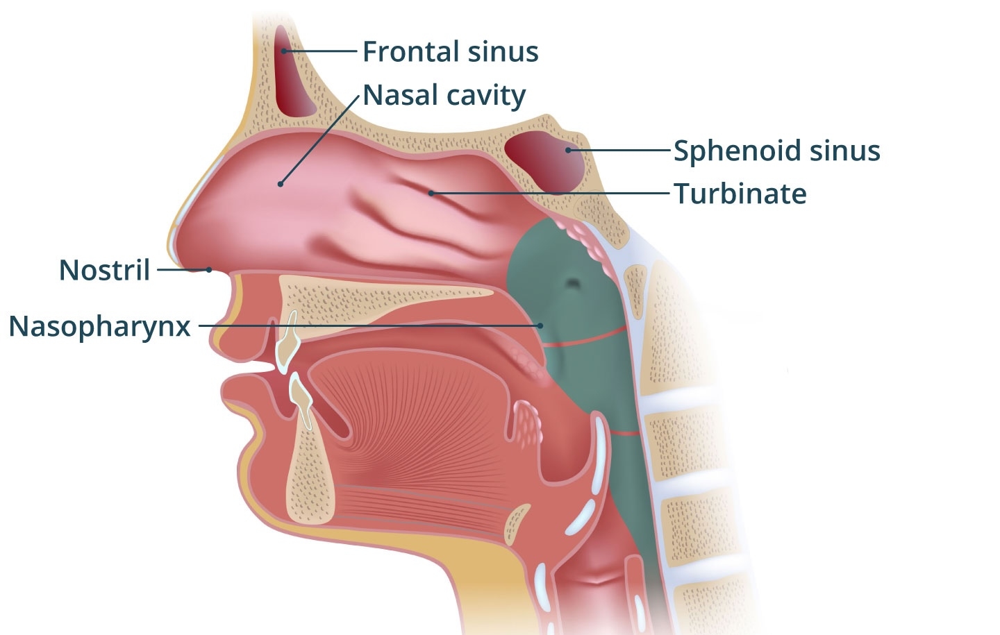 Illustration showing the nasal passage.