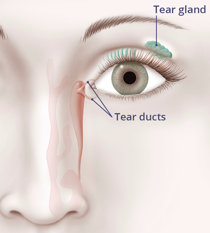 Illustration showing the location of the tear ducts and tear gland.