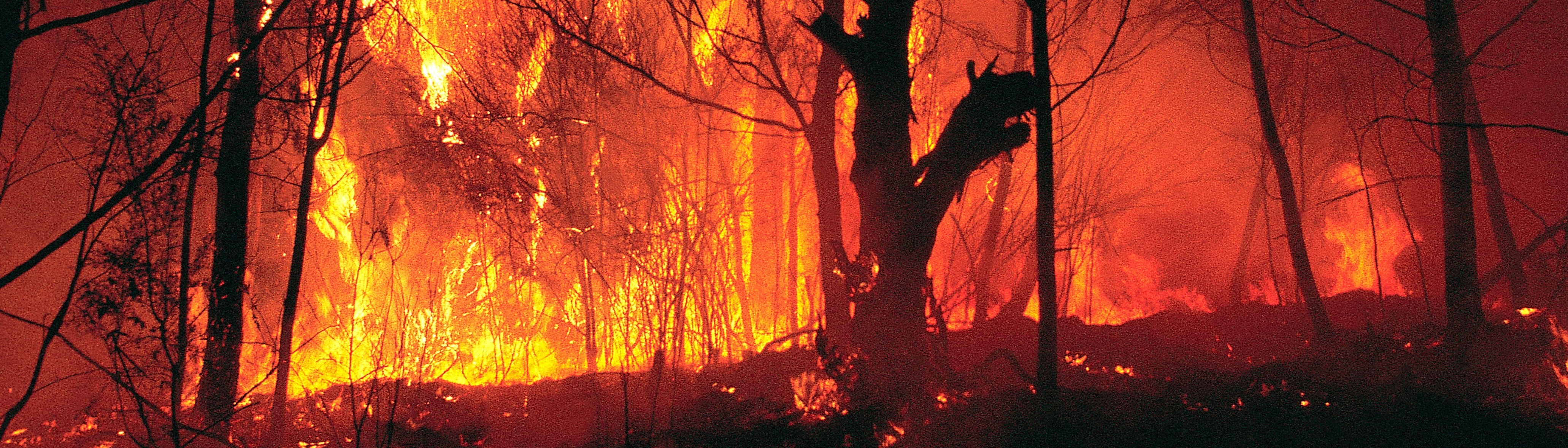Bushfire Bushfire