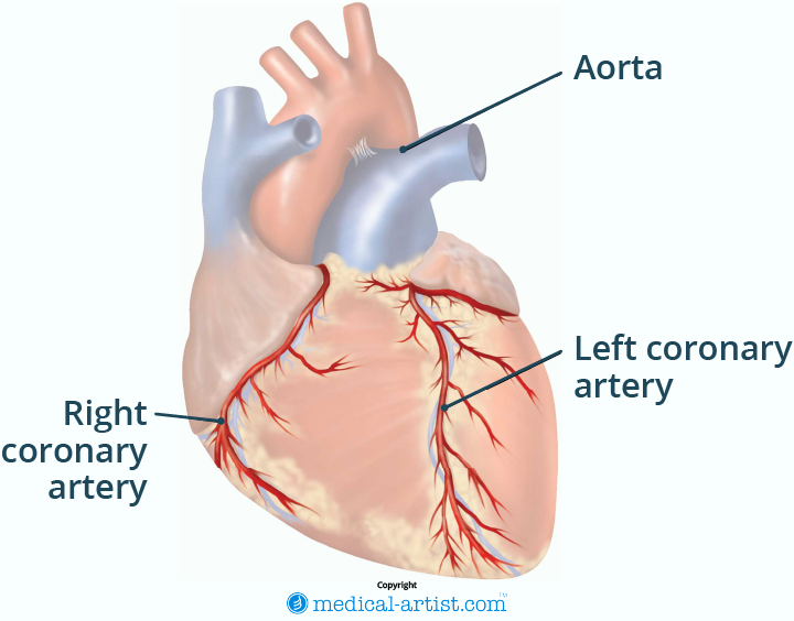 Illustration showing the coronary arteries.