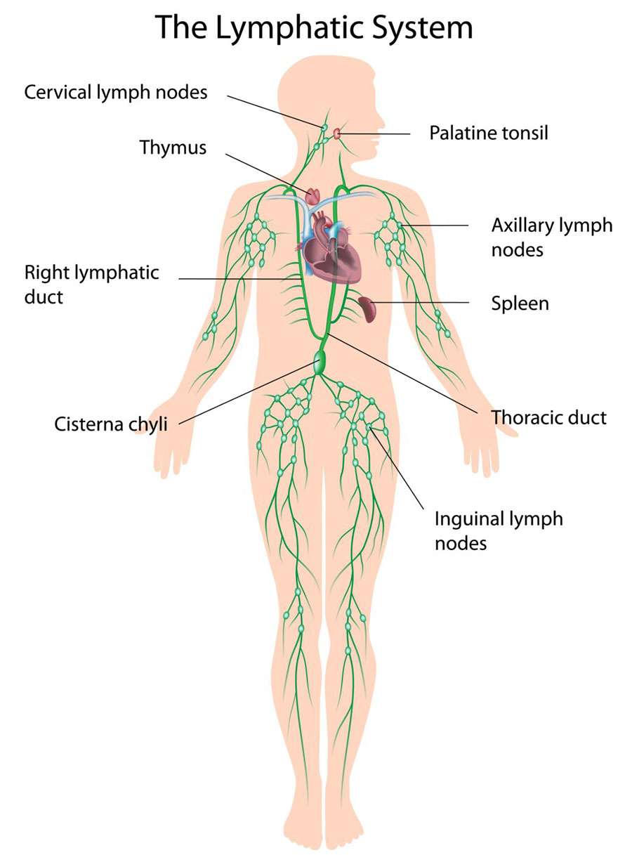 Lymph Nodes In Back Of Neck Diagram Outdoorress
