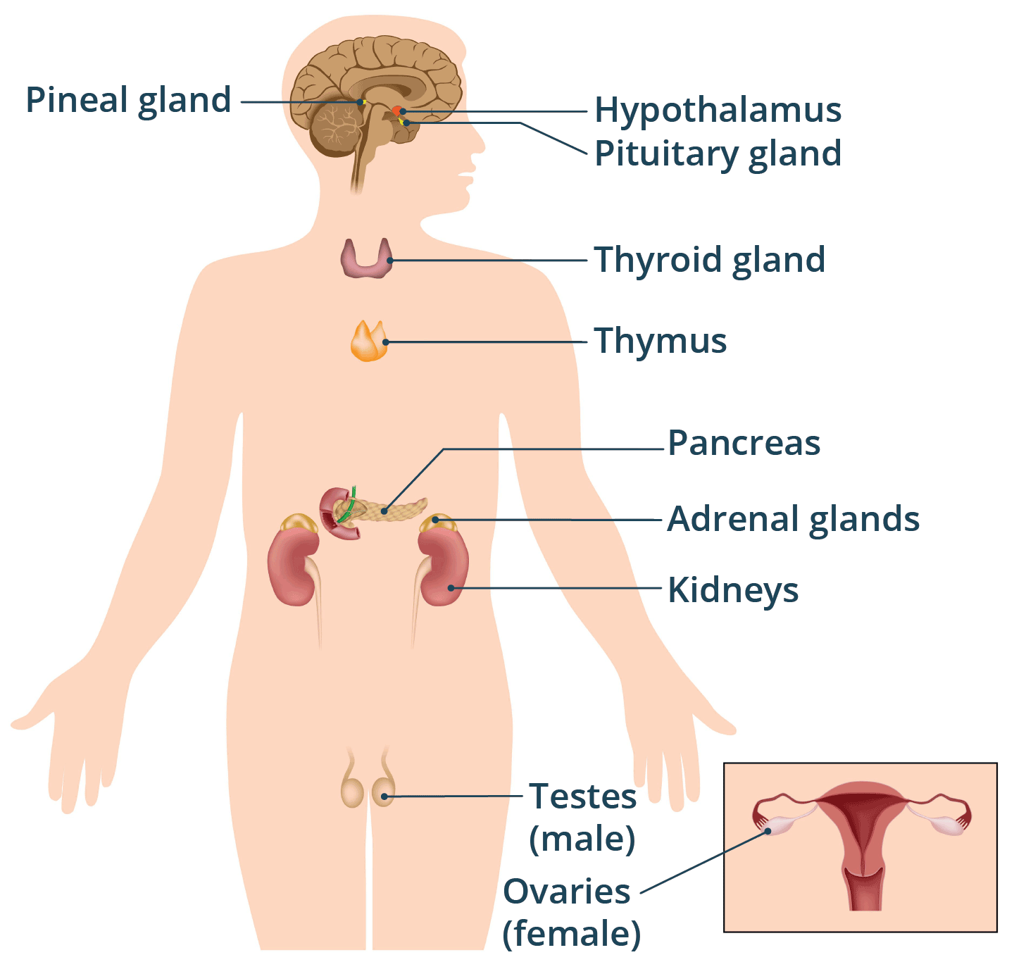 Hormonal system what it is and how it works healthdirect