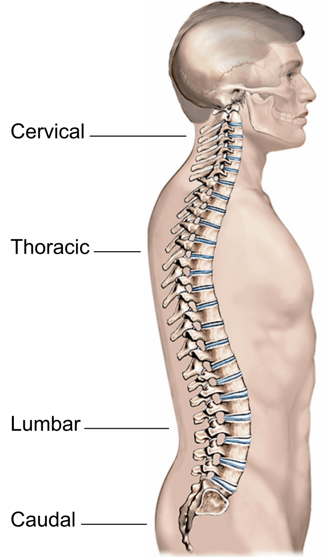 Illustration showing different types of epidural injections.