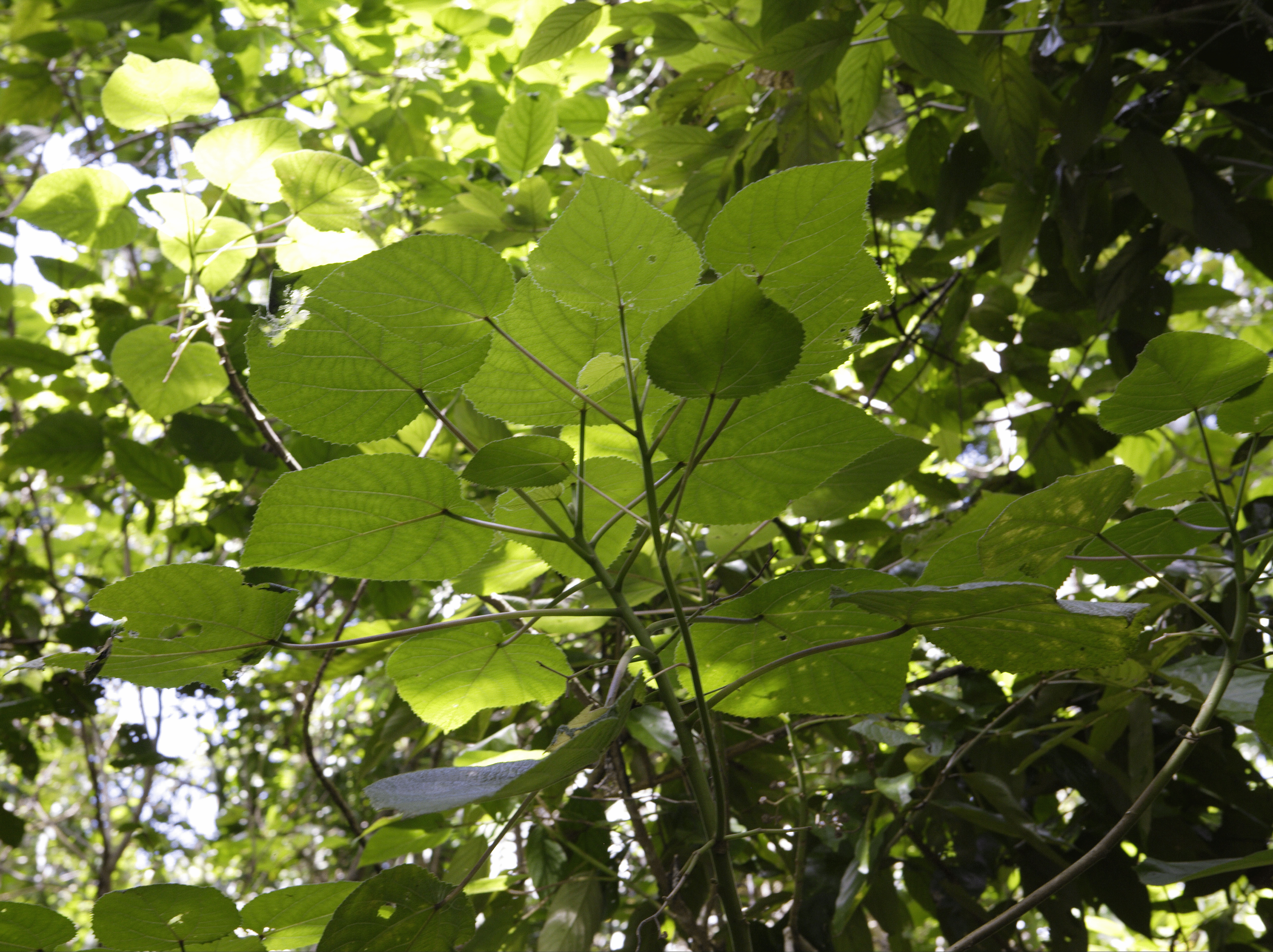 Stinging plants - stinging trees, Gympie-Gympie and stinging nettles |  healthdirect