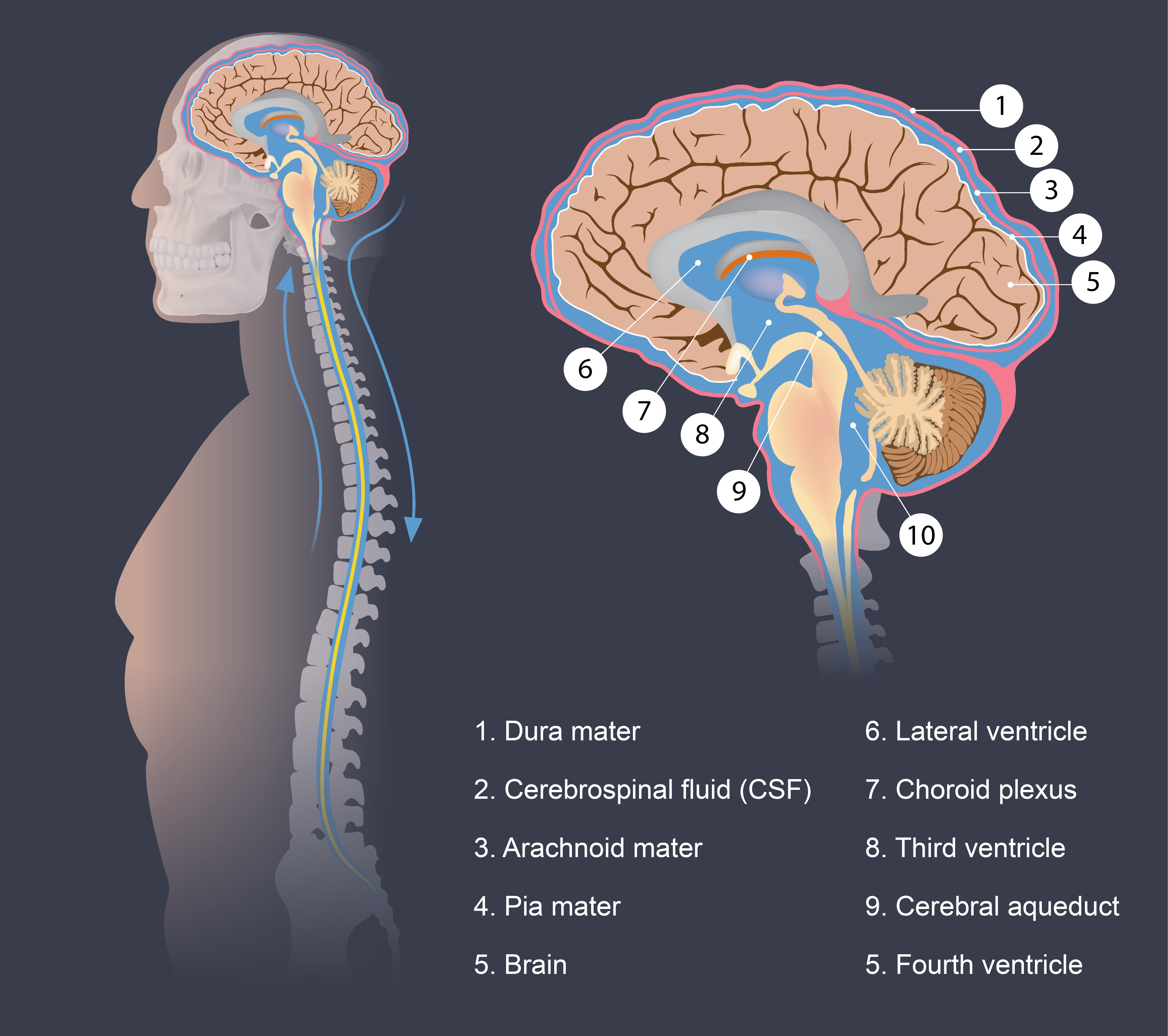 A diagram of the Brain, showing the cerebrospinal fluid and the ventricles.