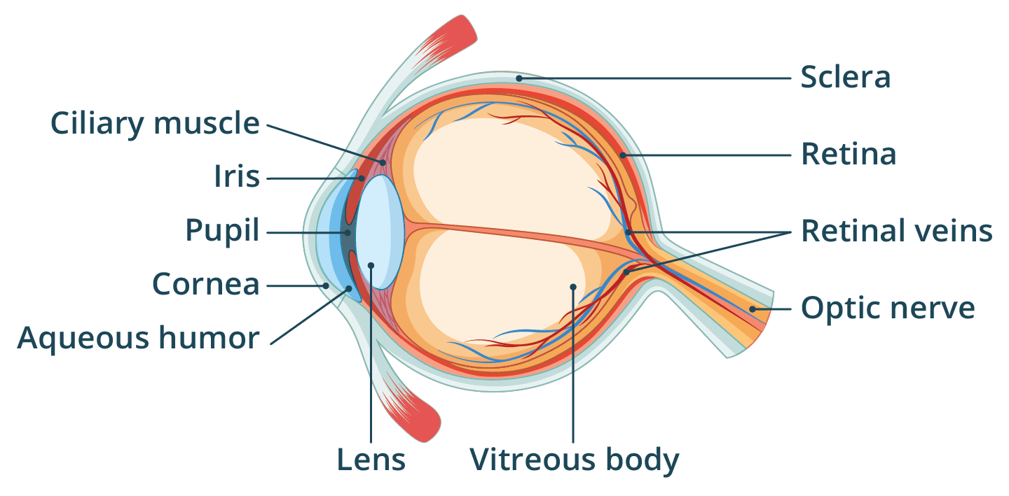 A diagram of the eye