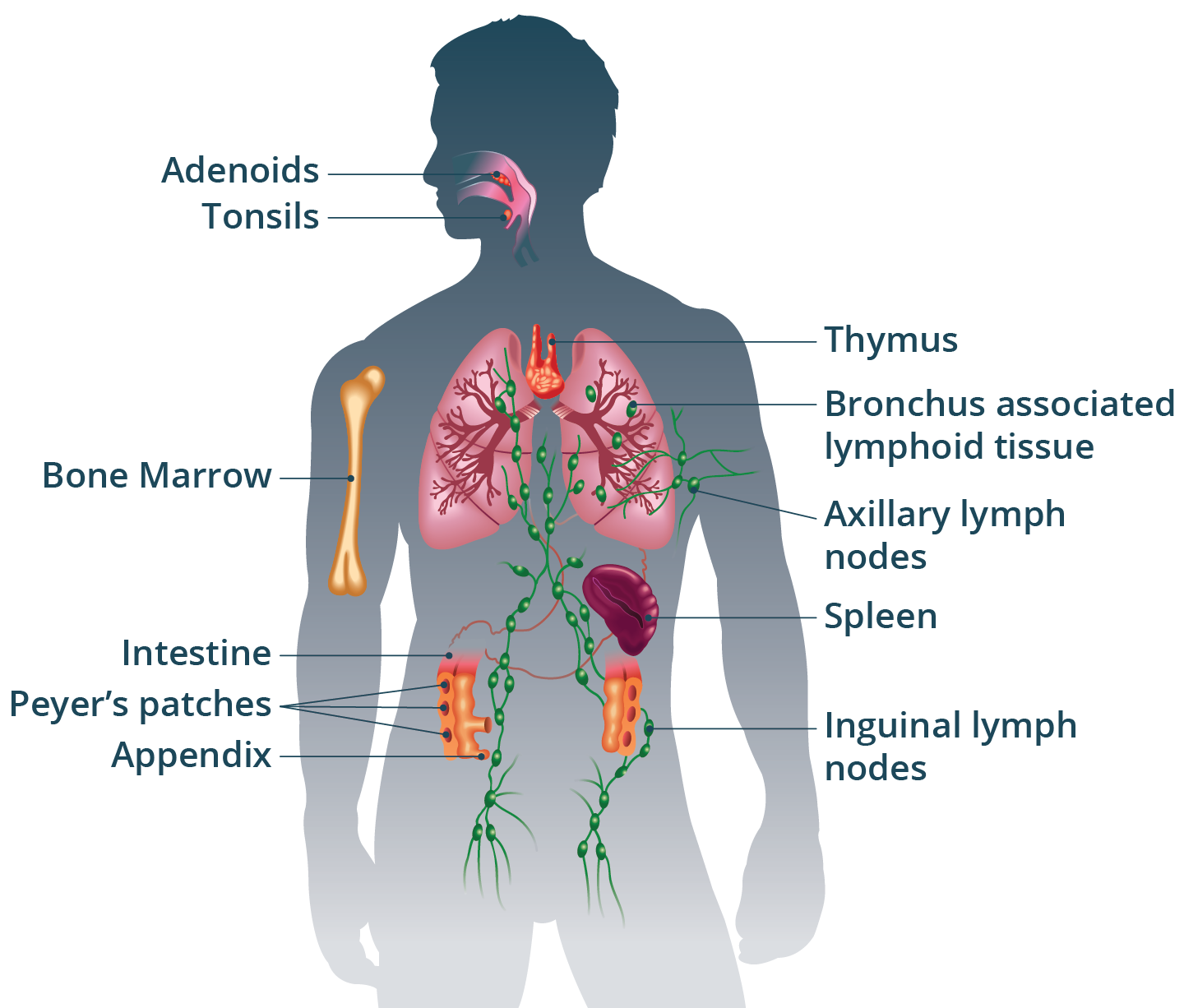 How Much Do Biologics Suppress The Immune System
