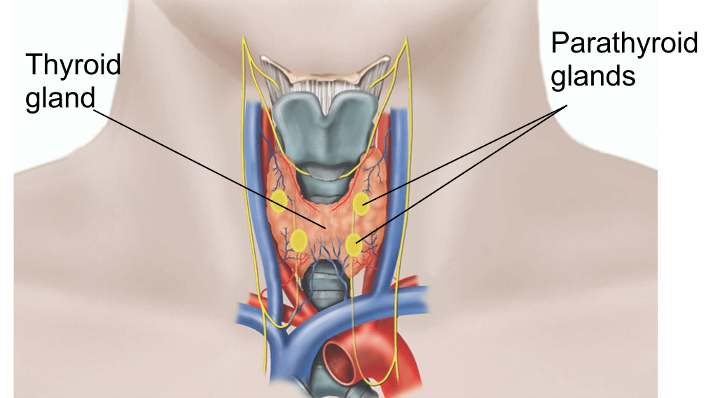 Illustration showing the parathyroid glands.