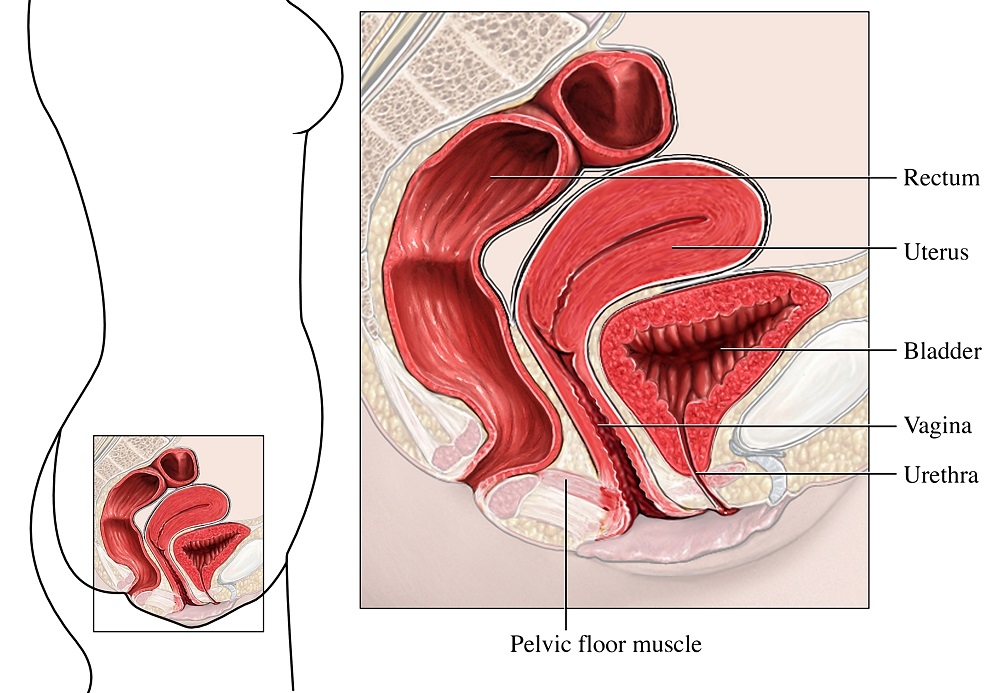 a) Normal pelvic support and (b) weakened pelvic support. Source