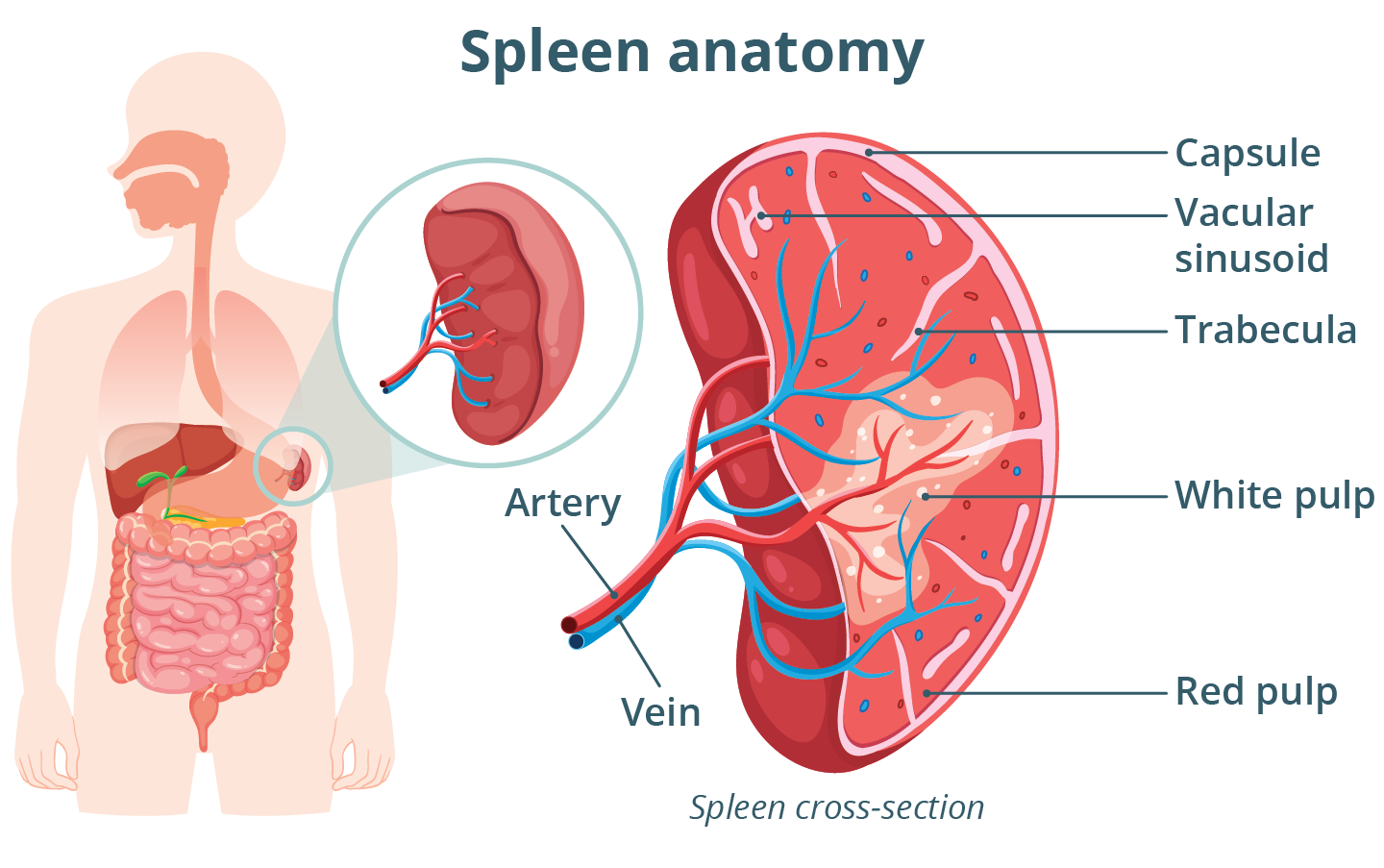 A description of what is in the image for the read speaker tool, to describe the image for the visually impaired.