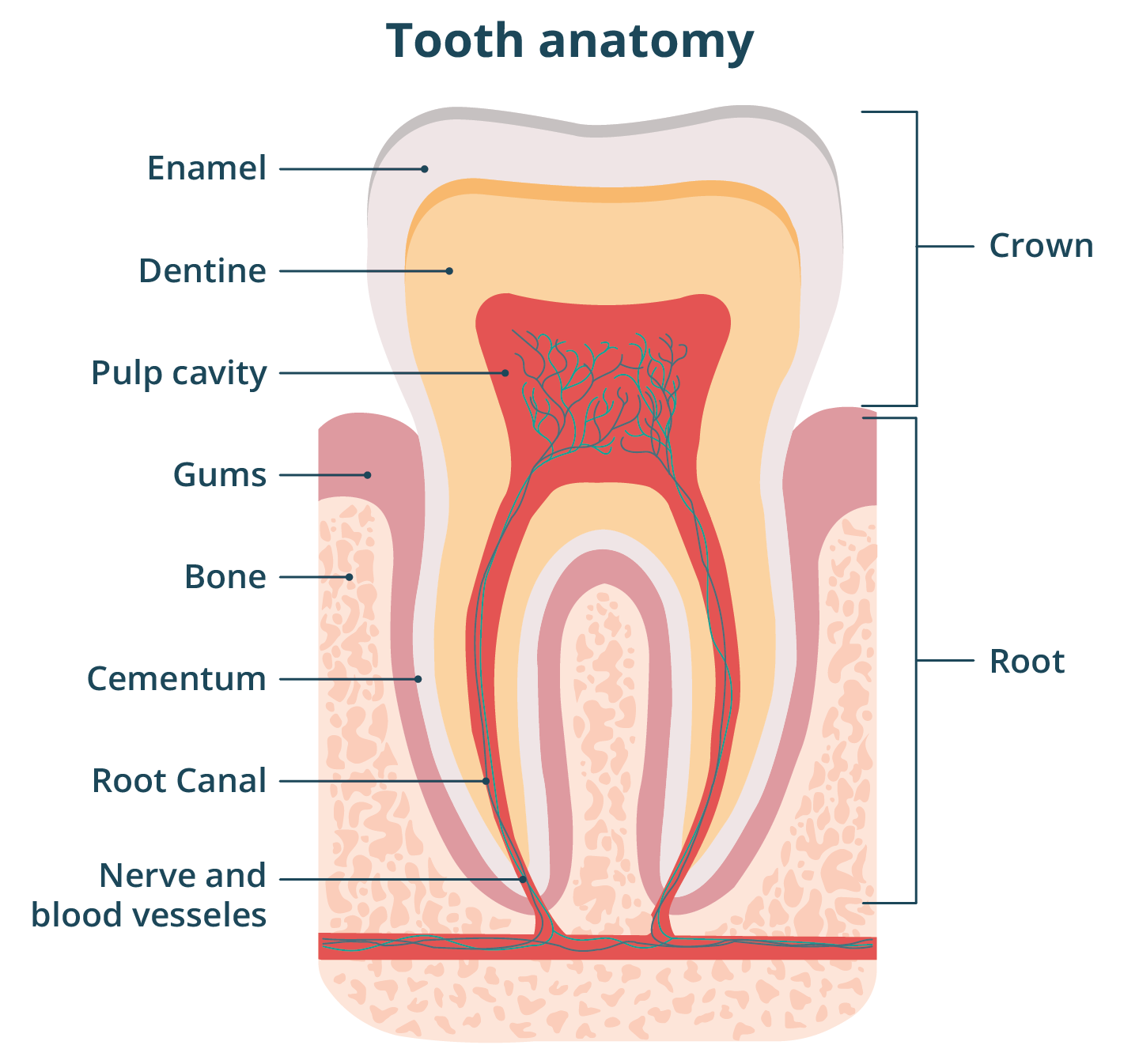 Illustration of a labelled cross‑section of a human tooth, showing the crown, root, enamel, dentine, pulp cavity with nerves and blood vessels, gums, bone, cementum, and root canal.