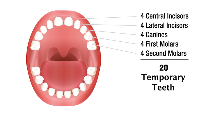 human baby teeth diagram