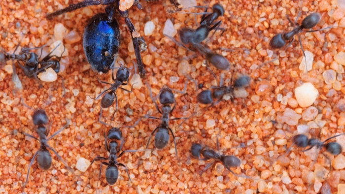 Black house ants walking on sand, they are black in colour and small in size.