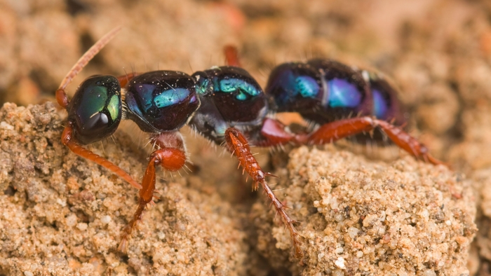 A wingless female Blu ant that has a bright metallic blue-green body and reddish brown legs.
