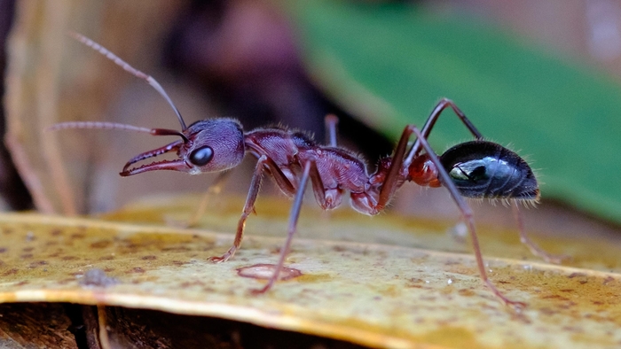 A bull ant with a red-orange coloured head and middle, and a black abdomen. It has big eyes and long jaws.