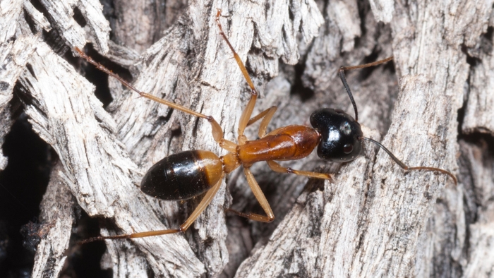 Carpenter (Sugar) ant with a orange-brown middle and black head and abdomen.