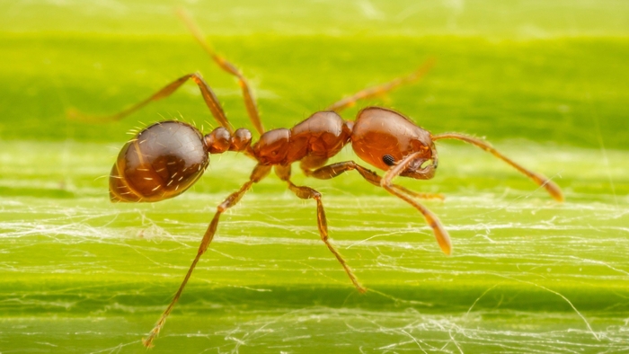 Fire ant that is reddish-brown in colour and darker abdomen.