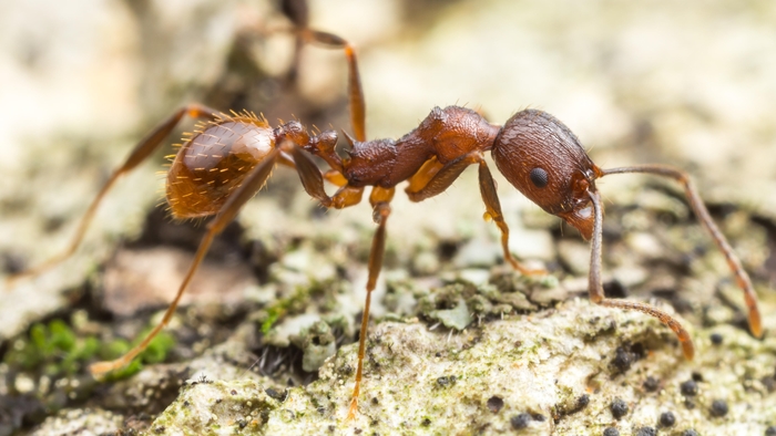 Funnel ant that is brown in colour with slender body and thin legs.