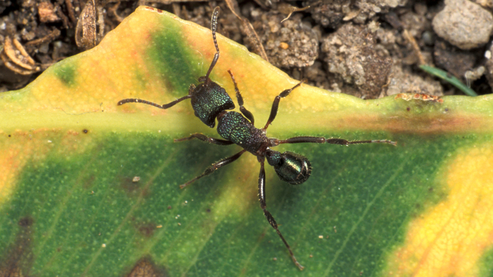 Green-head ant that has a metallic green colour with a blue-purple sheen.