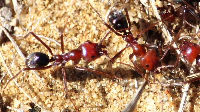 Meat ants with large jaws, they have dark-red brownish heads and middles with darker almost black abdomens.