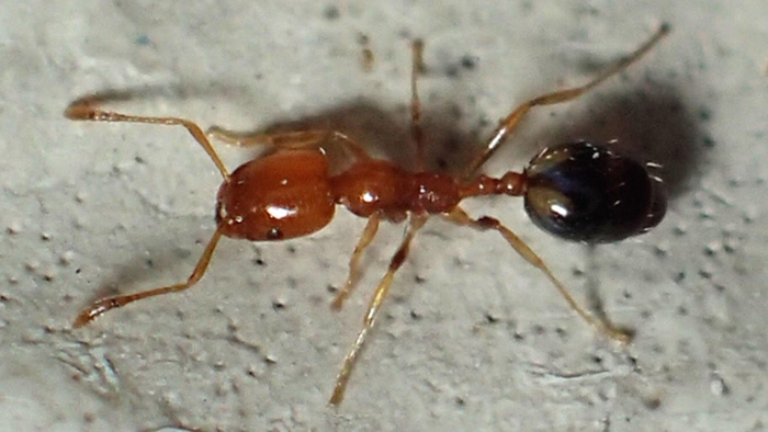 Singapore ant that is a light brown colour with a dark abdomen.
