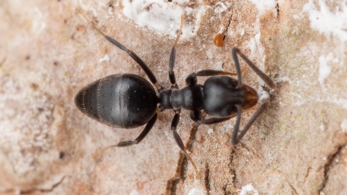 White-footed house ant that has a black body and light coloured feet.